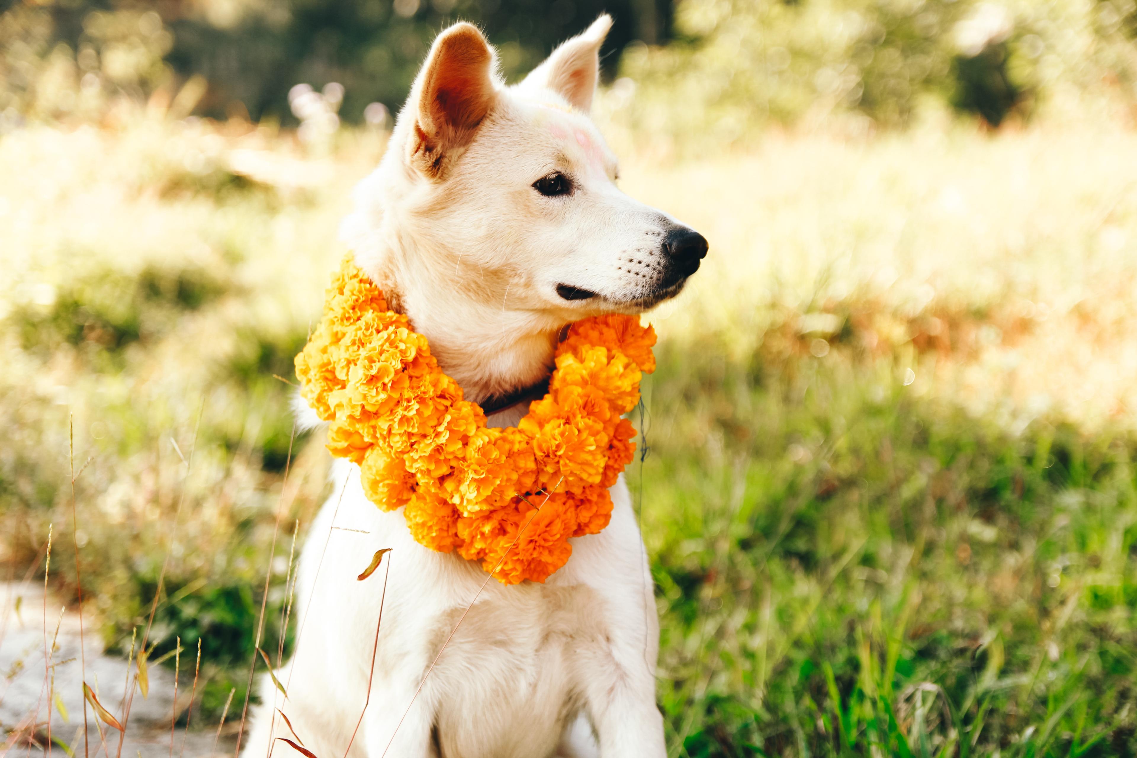 Tihar Festival in Nepal