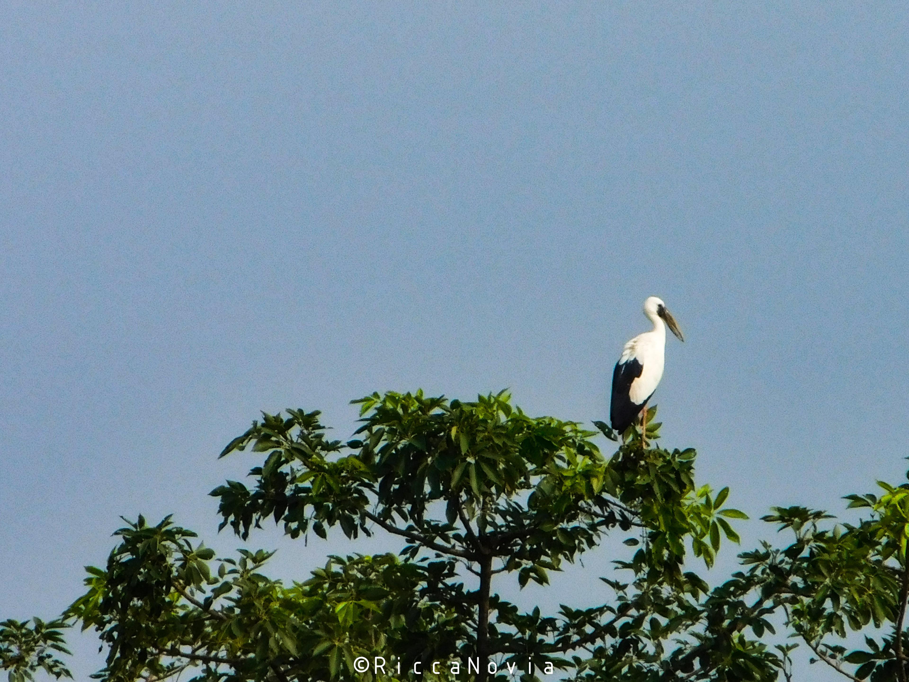 image_Chitwan jungle safari