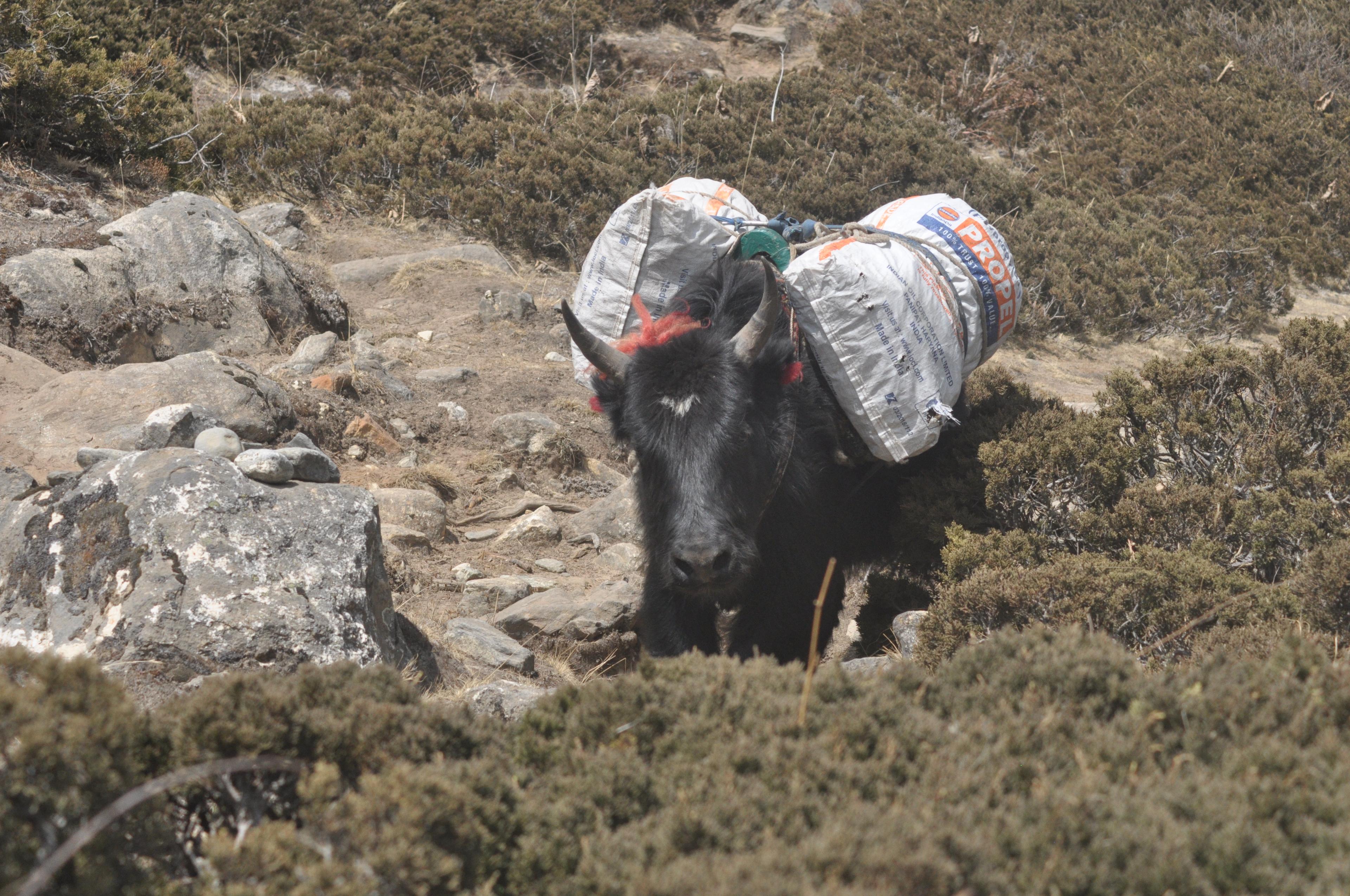 image_Everest Base Camp Luxury Trek